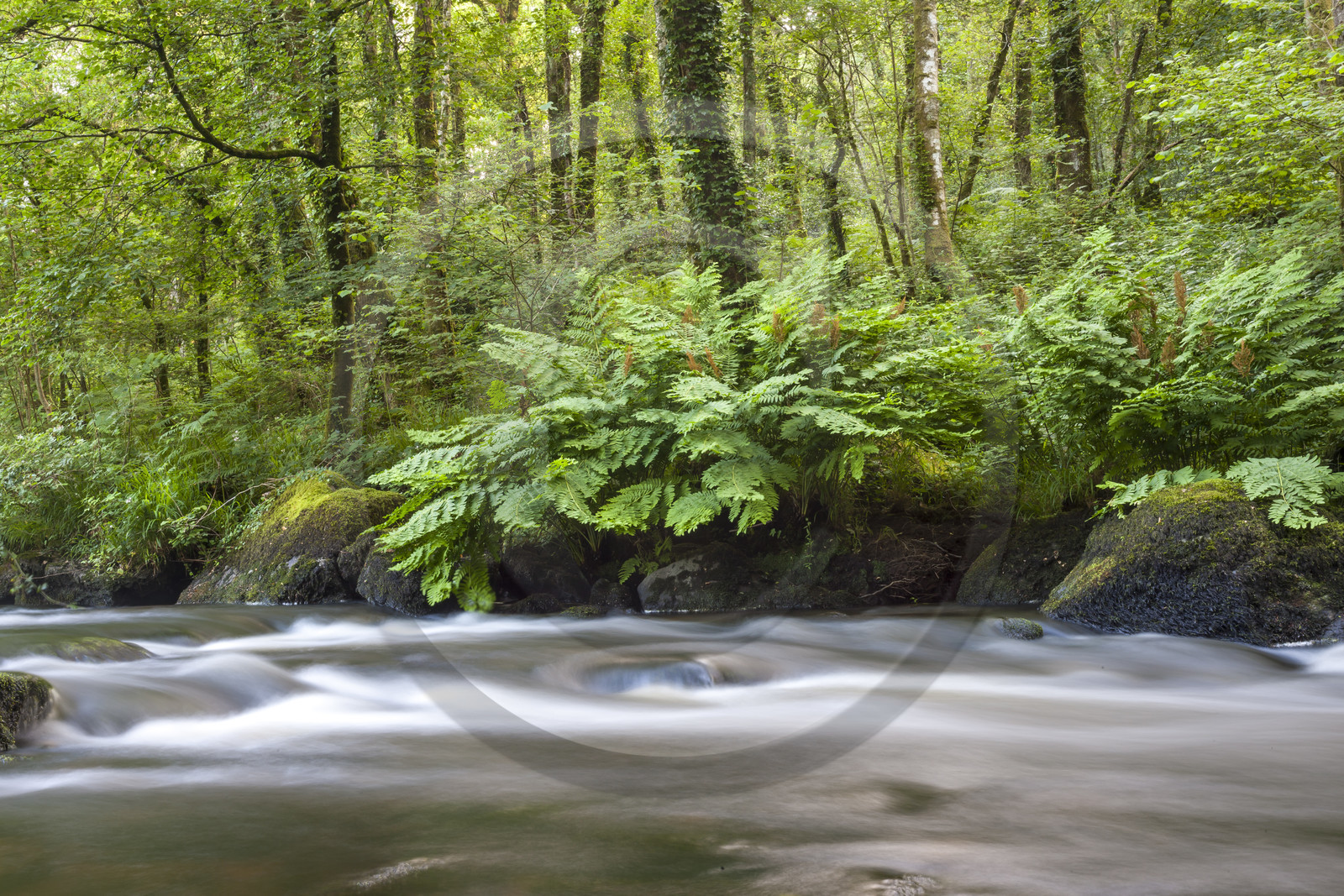 La rivière l'Ellée La rivière l'Ellée