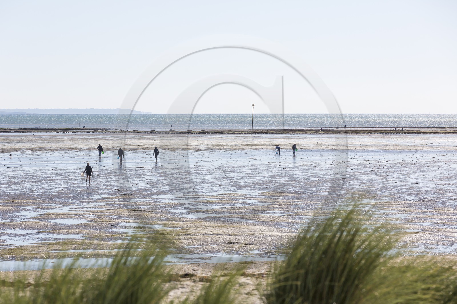 Pêche à pied_Plouharnel Pêche à pied_Plouharnel