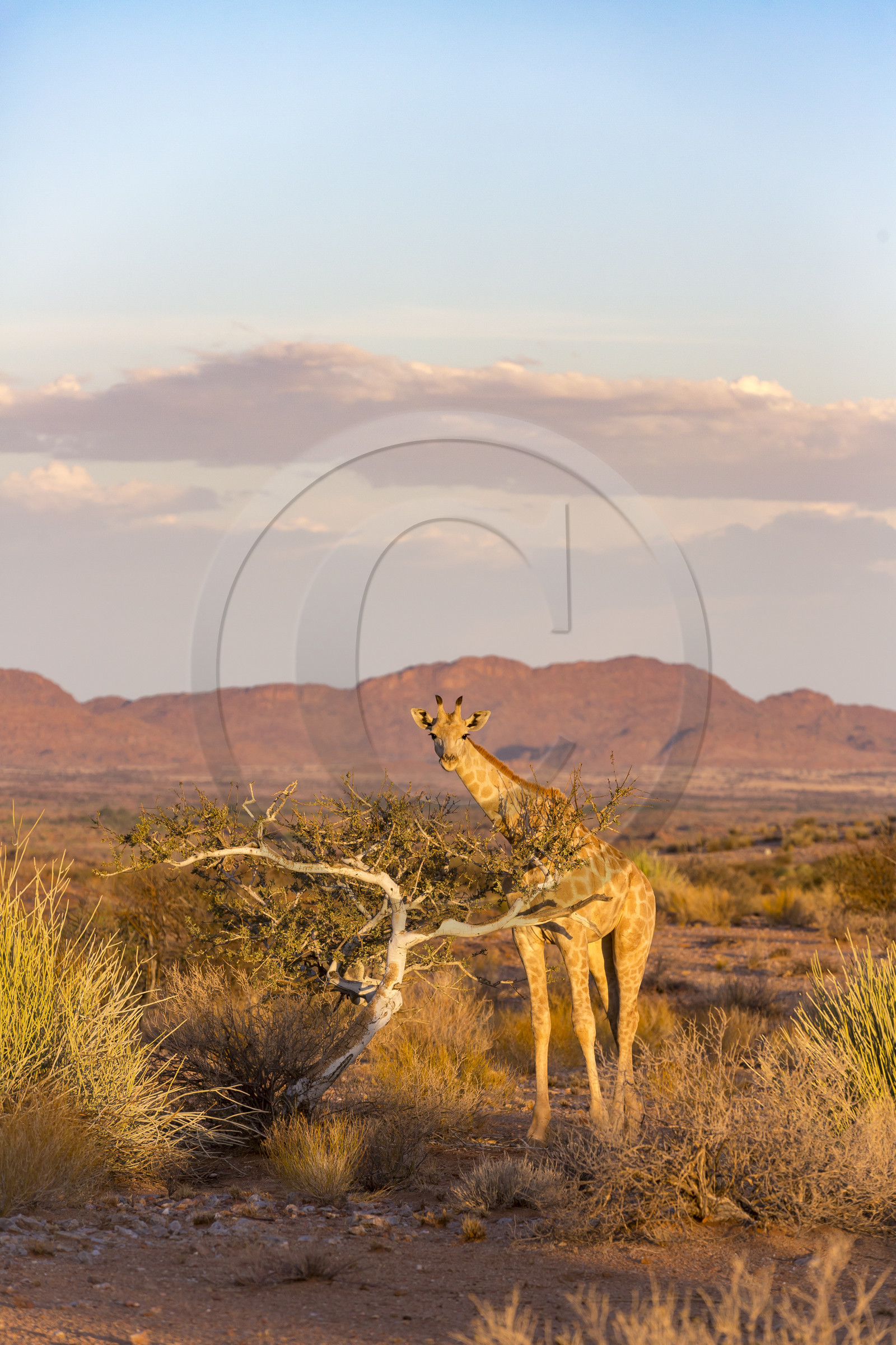 Le parc national des Chutes d'Augrabies. Cap du Nord, Afrique du Dud Le parc national des Chutes d'Augrabies. Cap du Nord, Afrique du Dud