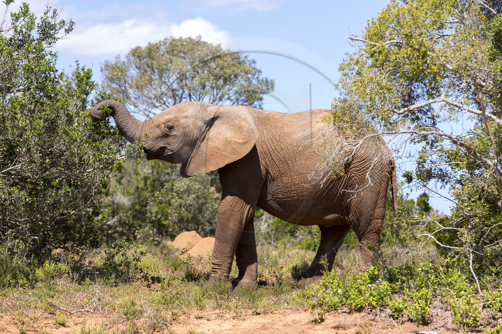 Eléphant_Ado Elefant Park en Afrique du Sud Eléphant_Ado Elefant Park en Afrique du Sud