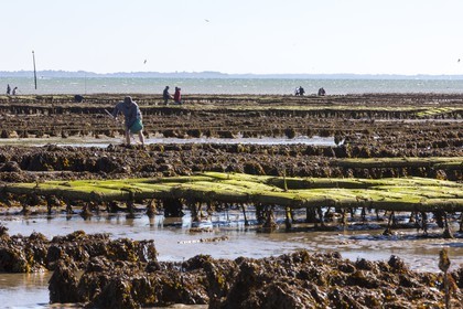 Park oyster in Plouharnel