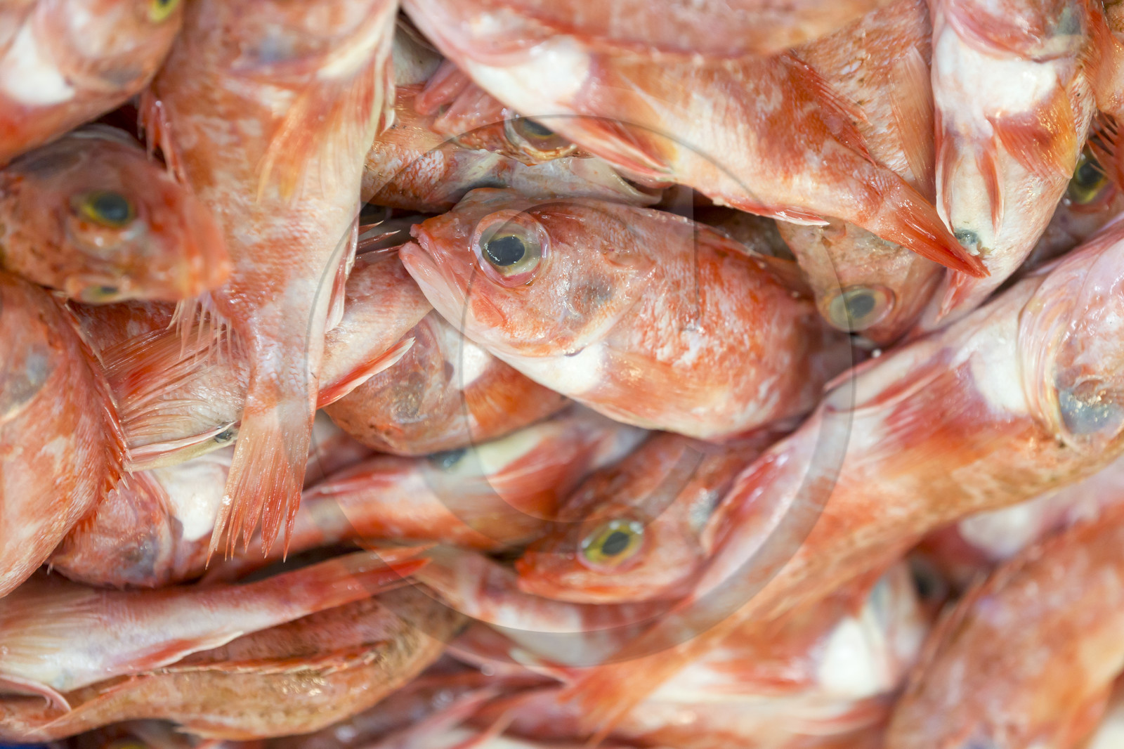Atelier de mareyage  Chalut des deux ports  .Port de Keroman à Lorient. Atelier de mareyage  Chalut des deux ports  .Port de Keroman à Lorient.
