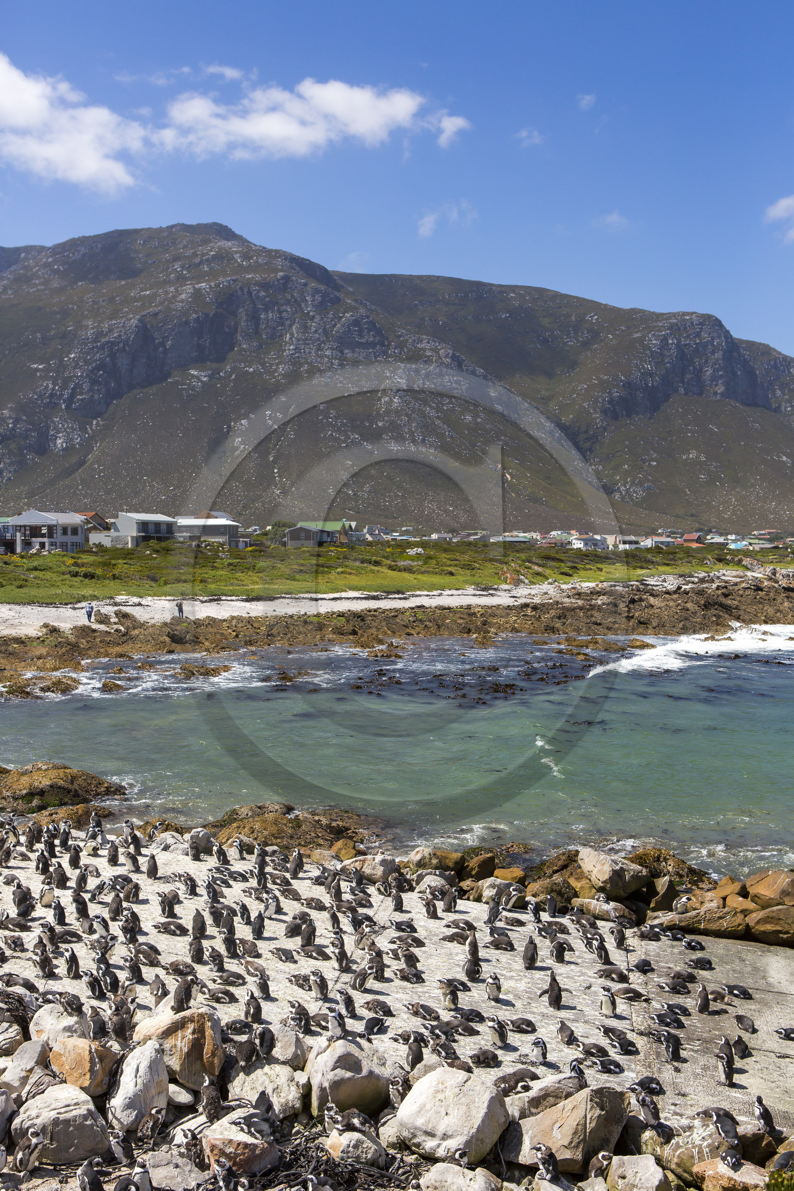 Betty's bay. Afrique du Sud Betty's bay. Afrique du Sud
