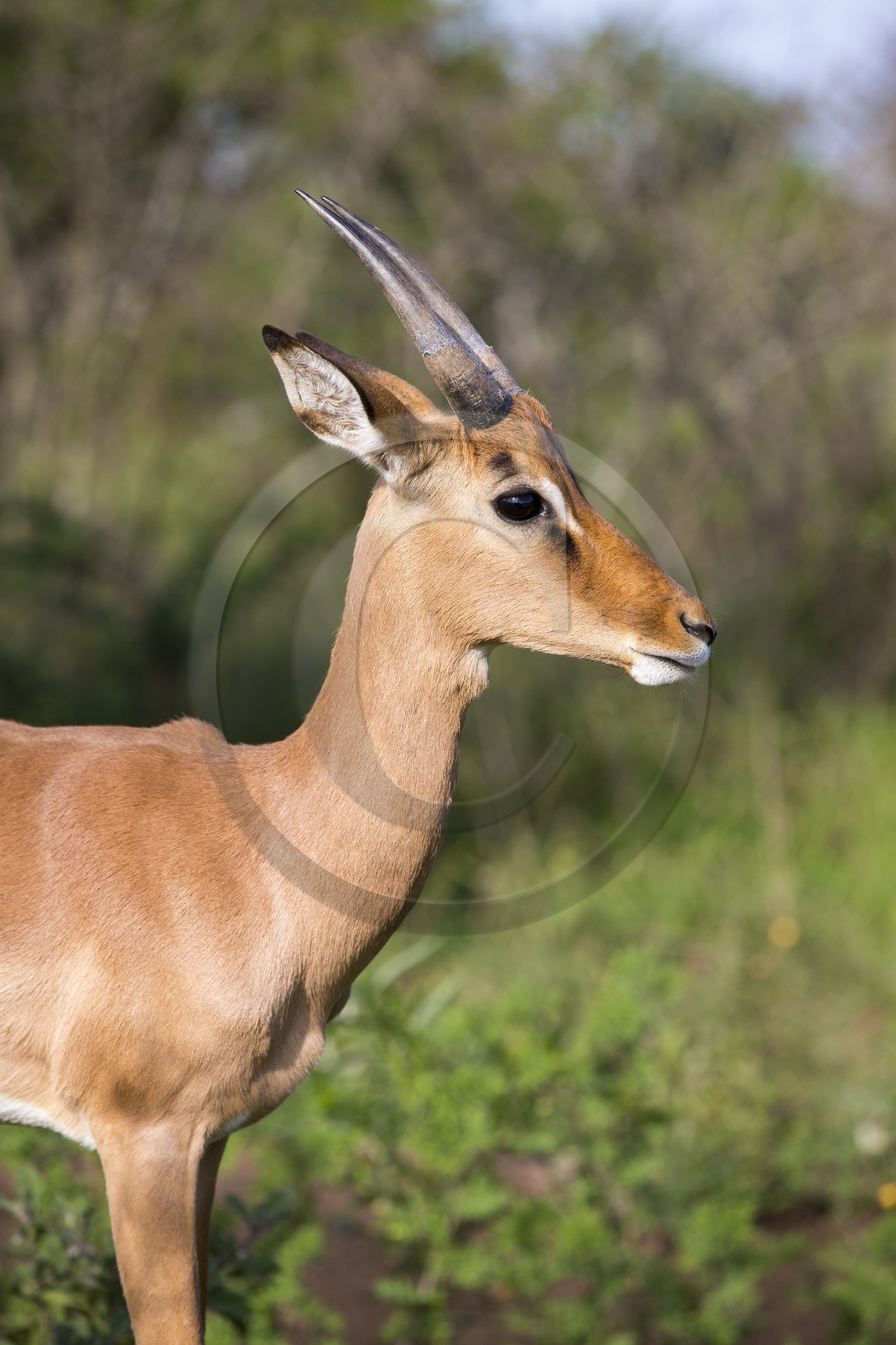 Impala (Aepyceros melampus) _ Parc HluHluwe-iMfolozi en Afrique du Sud Impala (Aepyceros melampus) _ Parc HluHluwe-iMfolozi en Afrique du Sud