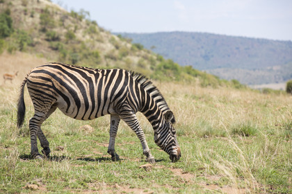 Pilanesberg National Park, Afrique du Sud
