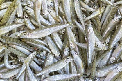 Atelier de mareyage  Chalut des deux ports  .Port de Keroman à Lorient.