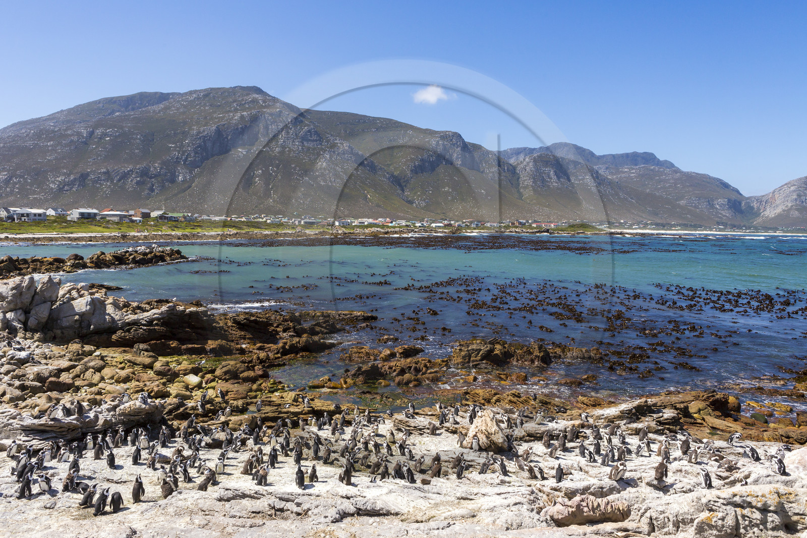 Betty's bay. Afrique du Sud Betty's bay. Afrique du Sud