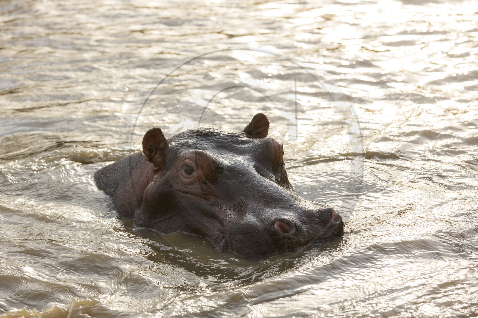 Hippopotame _ Sainte Lucia en Afrique du Sud Hippopotame _ Sainte Lucia en Afrique du Sud