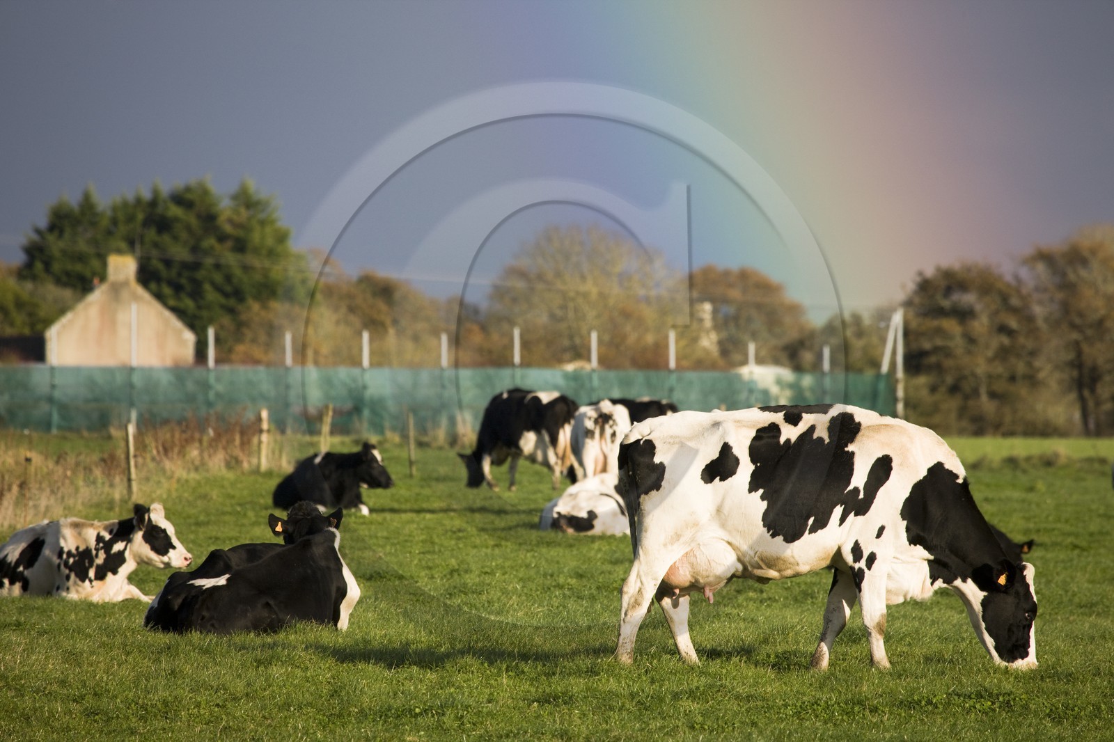Vaches au paturage  à Erdeven