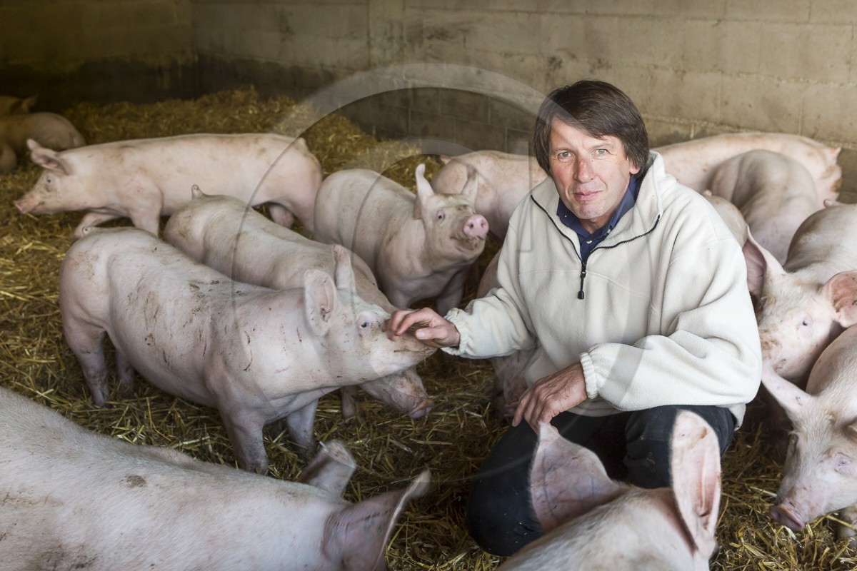 Elevage de porc sur paille
