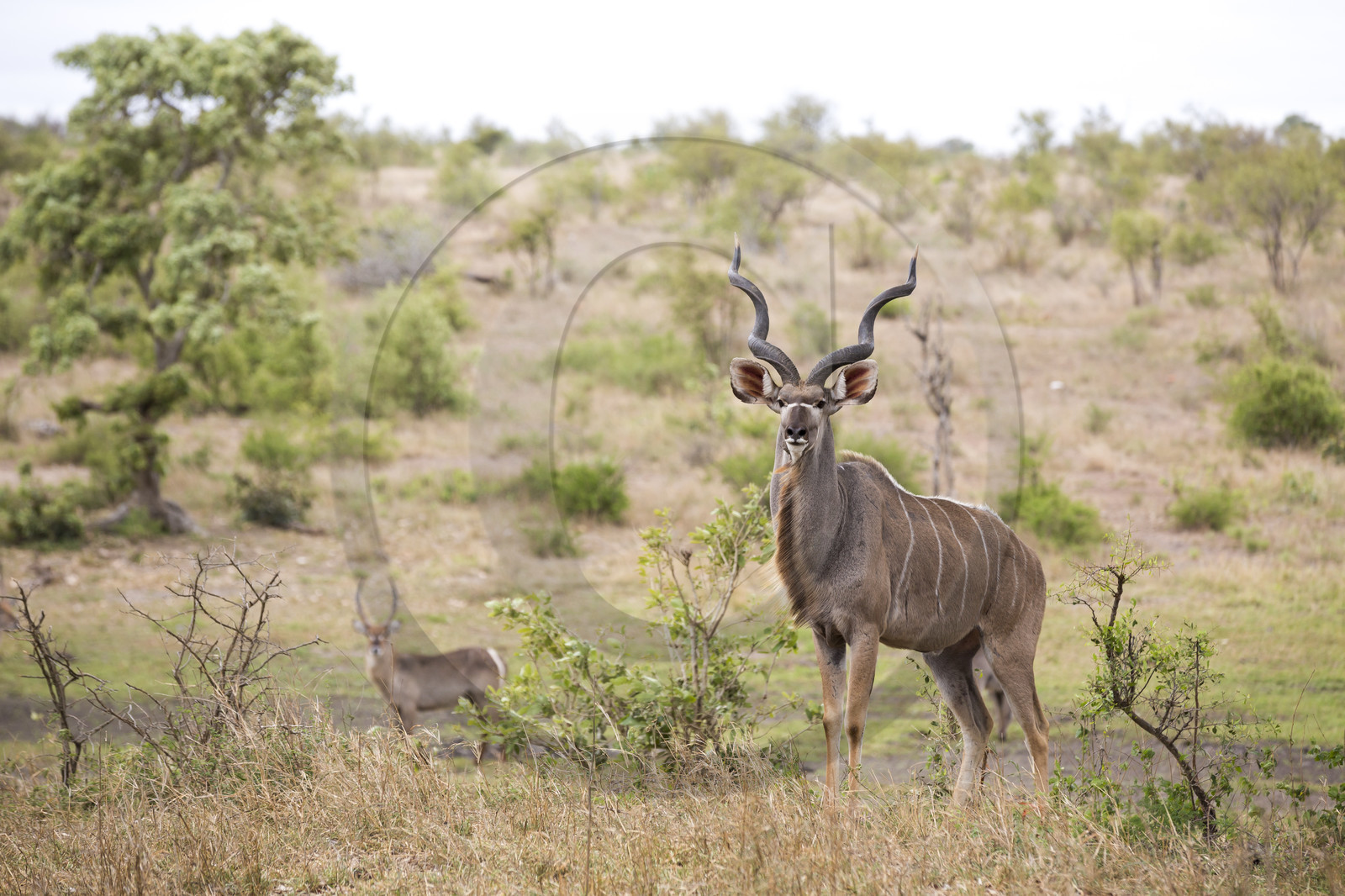 Grand koudou_Parc Krüger, Afrique du Sud Grand koudou_Parc Krüger, Afrique du Sud
