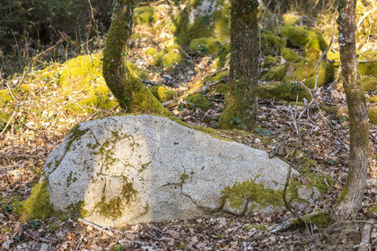 Le site mégalithique Le Castellic à Carnac
