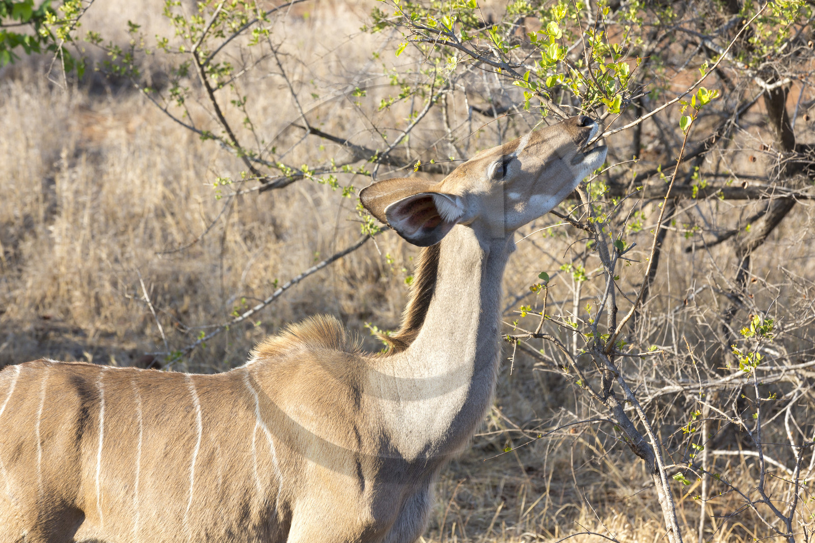 Jeune Grand koudou_Parc Krüger, Afrique du Sud Jeune Grand koudou_Parc Krüger, Afrique du Sud