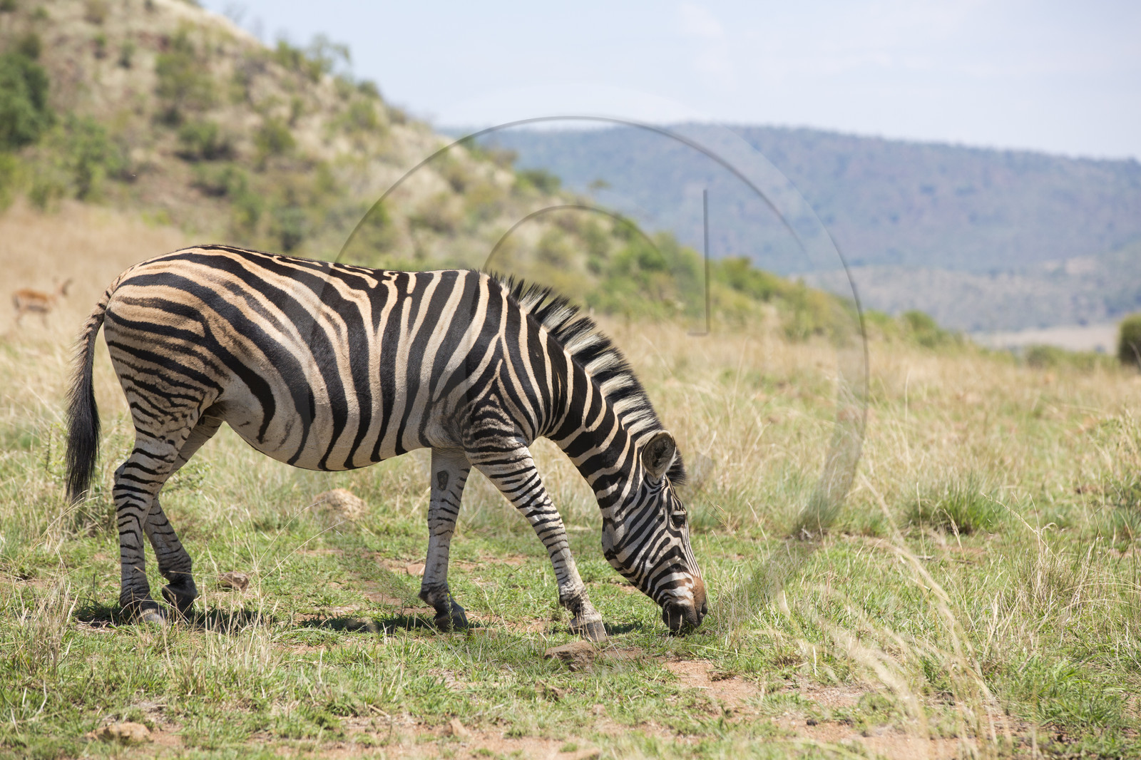 Pilanesberg National Park, Afrique du Sud