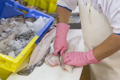 Atelier de mareyage  Chalut des deux ports  .Port de Keroman à Lorient.