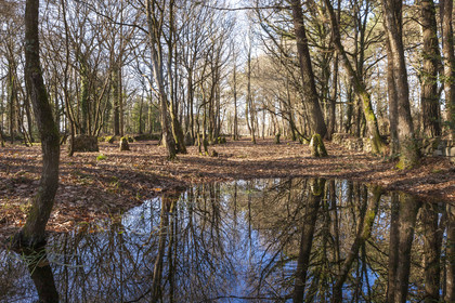 Alignements du Petit Menec _ La Trinite sur Mer
