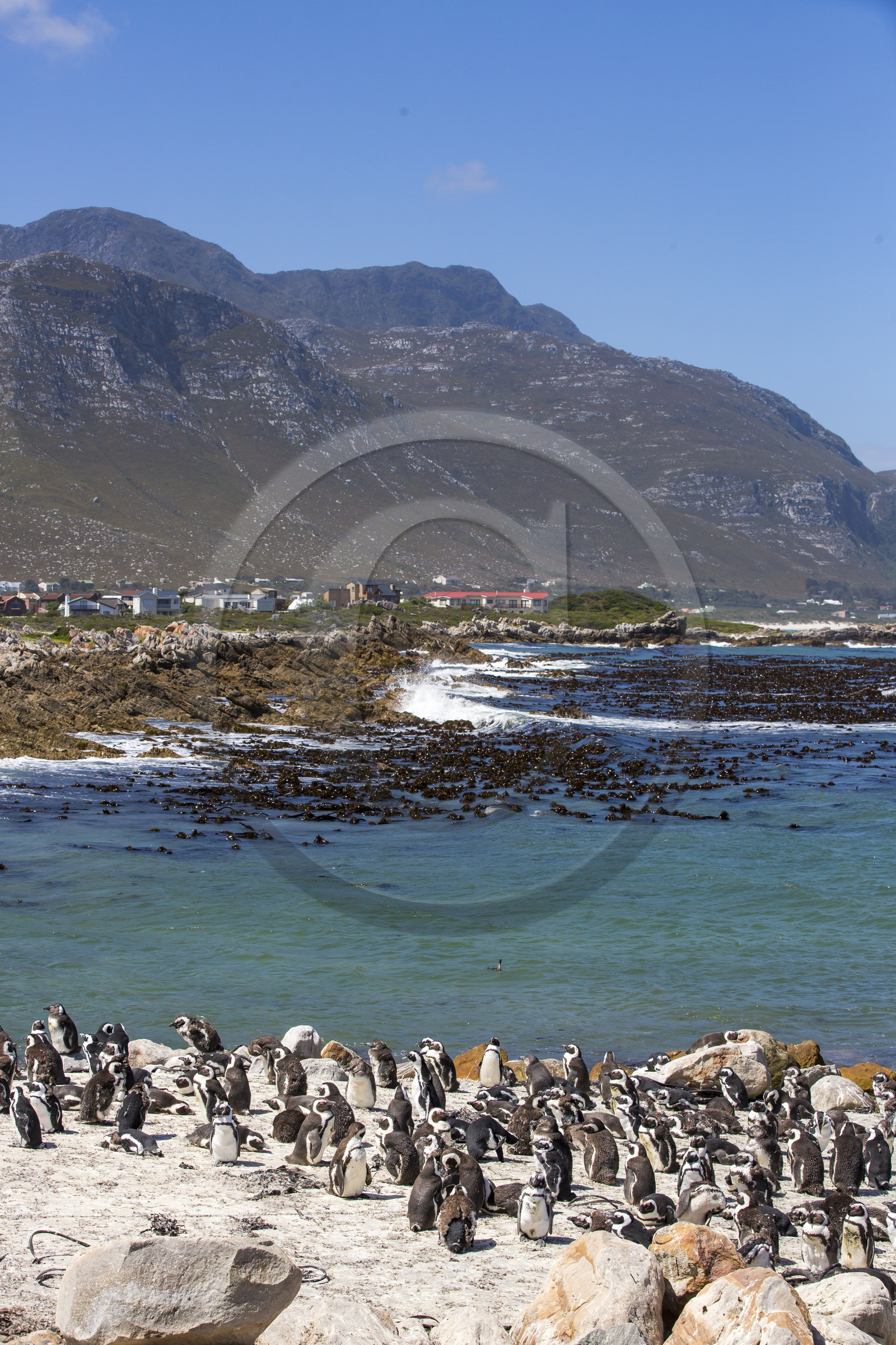 Betty's bay. Afrique du Sud Betty's bay. Afrique du Sud