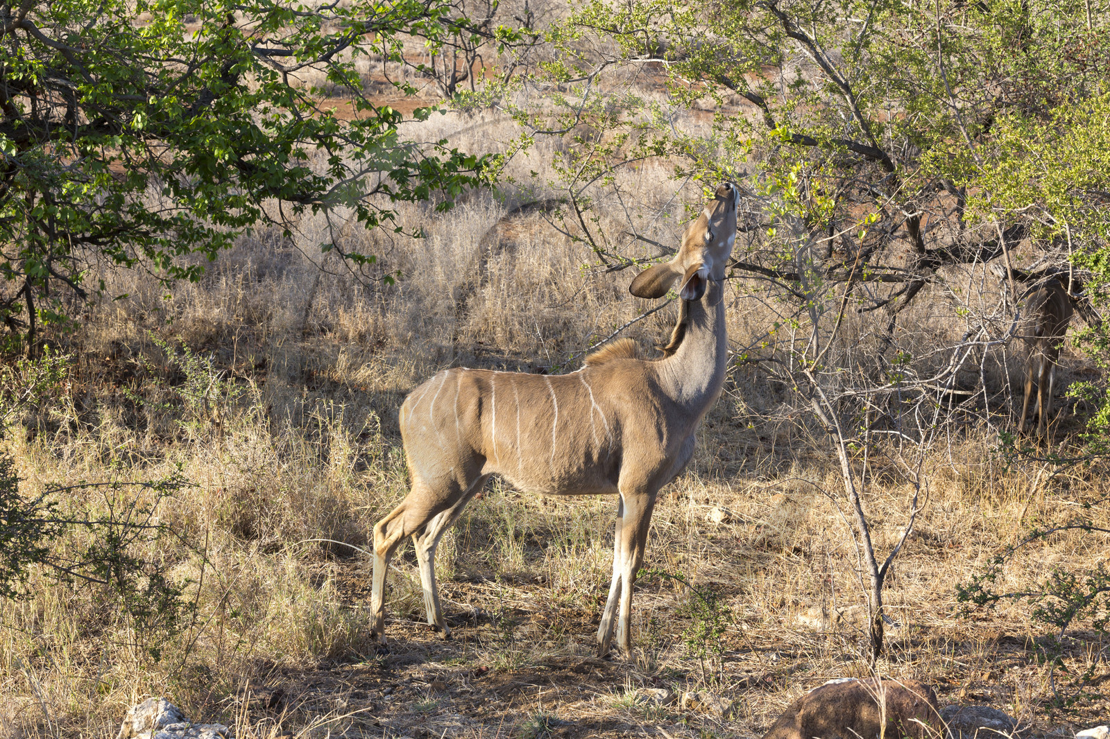 Jeune Grand koudou_Parc Krüger, Afrique du Sud Jeune Grand koudou_Parc Krüger, Afrique du Sud