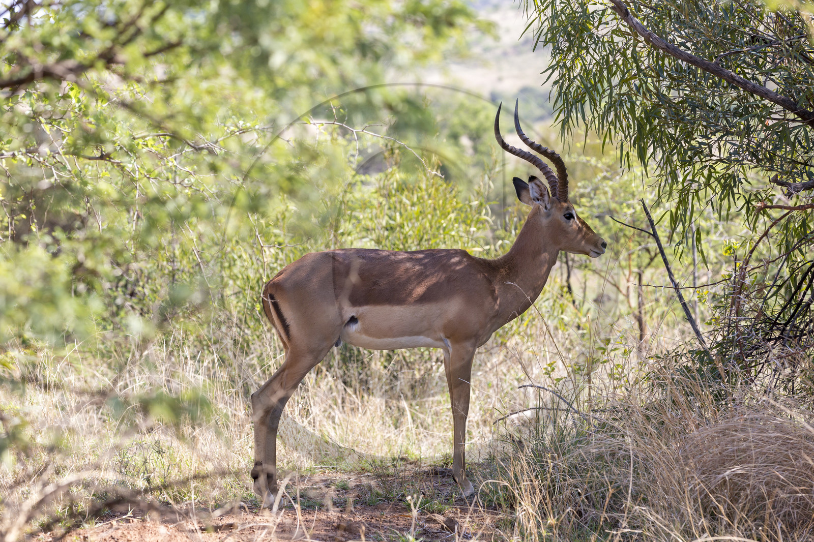 Pilanesberg National Park, Afrique du Sud Pilanesberg National Park, Afrique du Sud