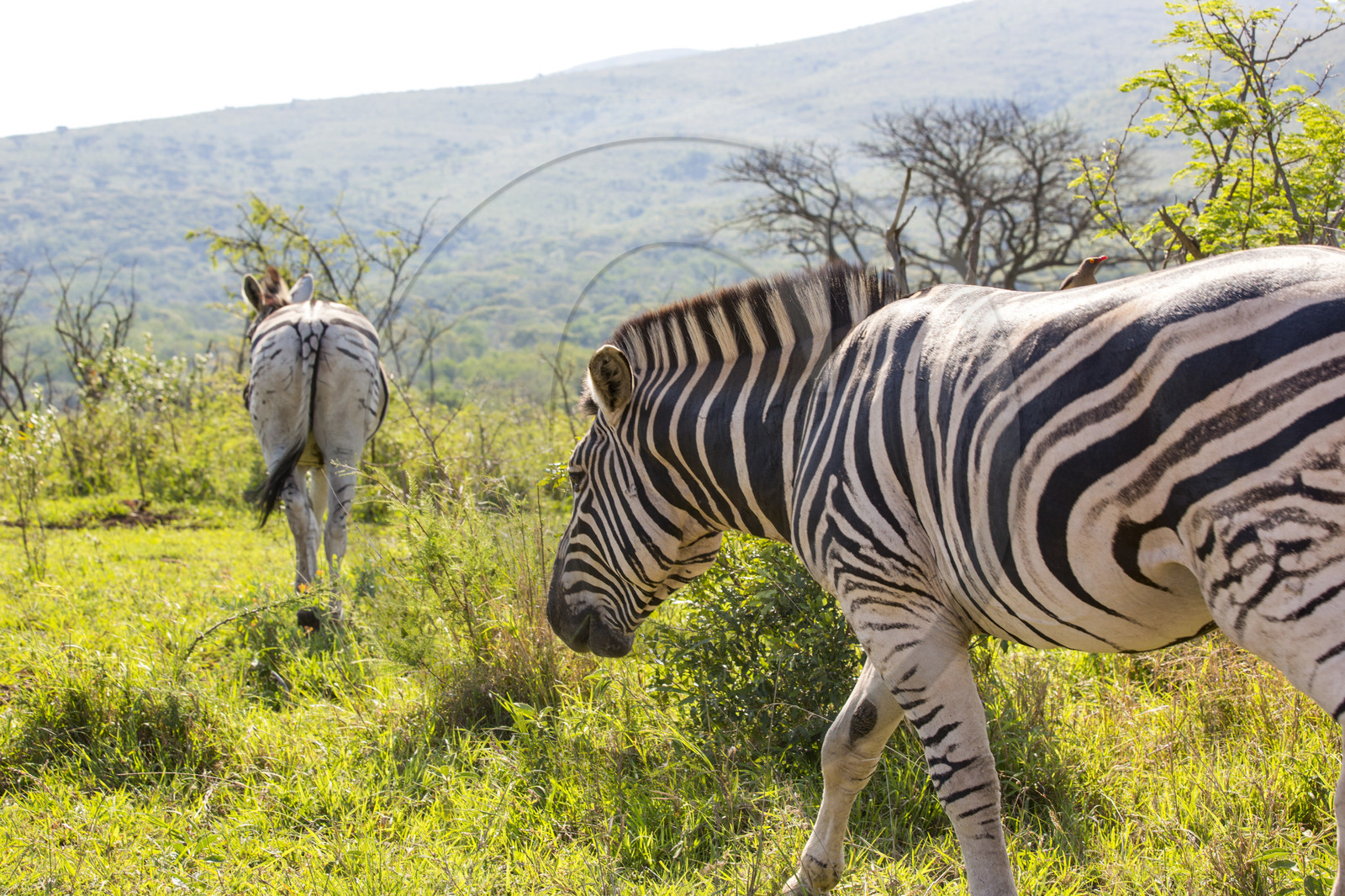 Zèbres_Parc HluHluwe-iMfolozi en Afrique du Sud Zèbres_Parc HluHluwe-iMfolozi en Afrique du Sud