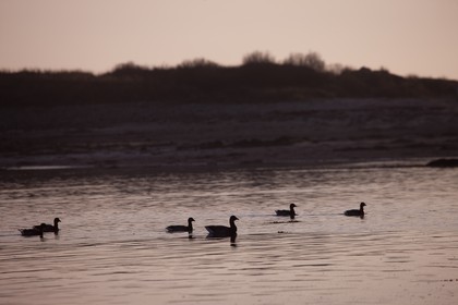 oies sauvages, plage du Poulbert _ La Trinite sur mer