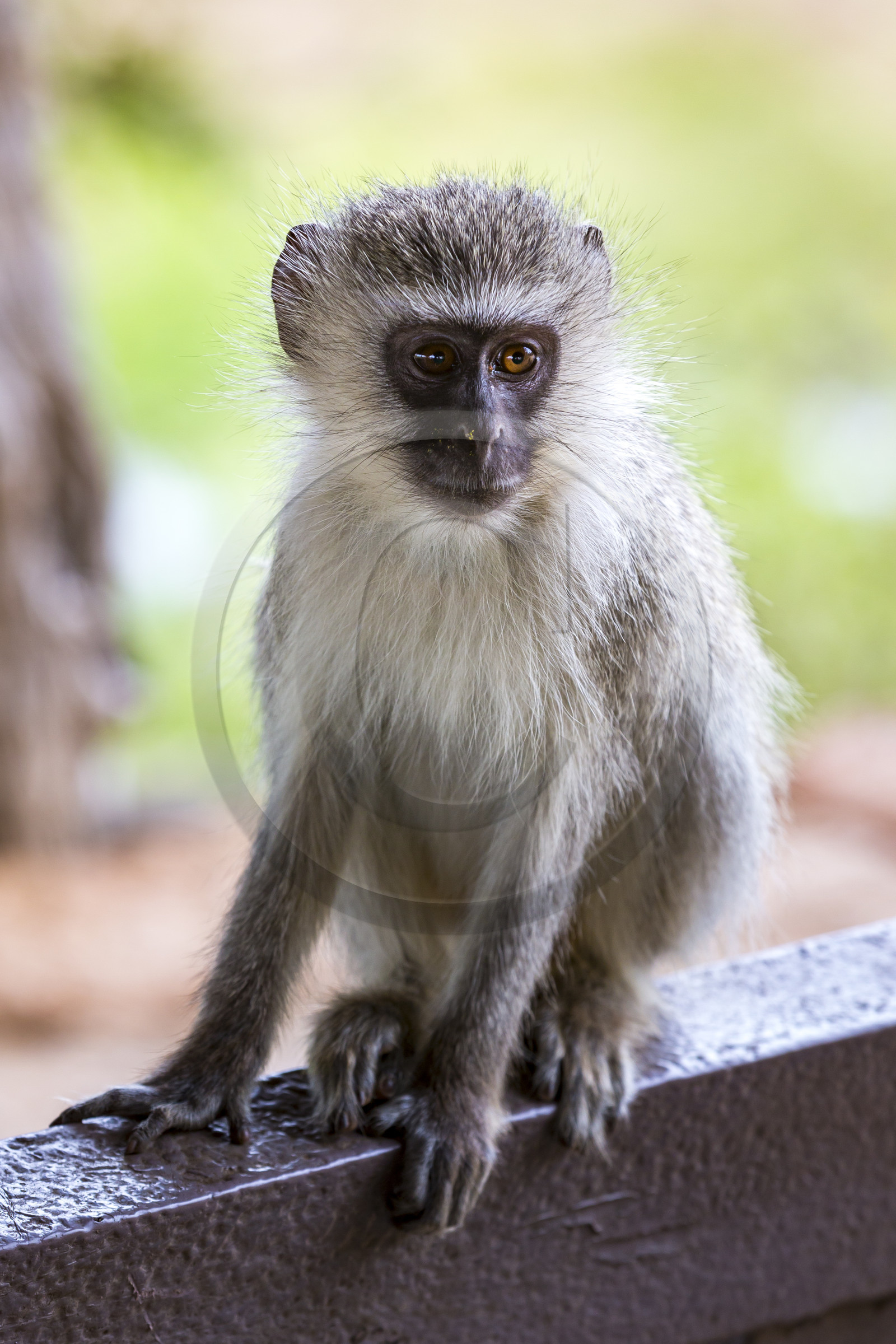Vervet_Parc Krüger, Afrique du Sud Vervet_Parc Krüger, Afrique du Sud