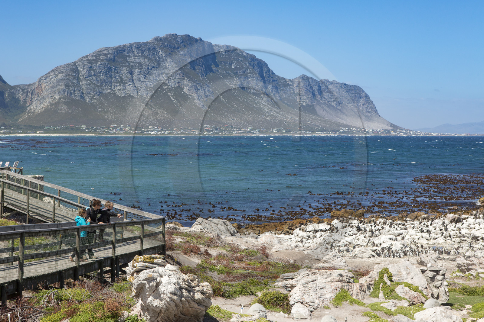 Betty's bay. Afrique du Sud Betty's bay. Afrique du Sud