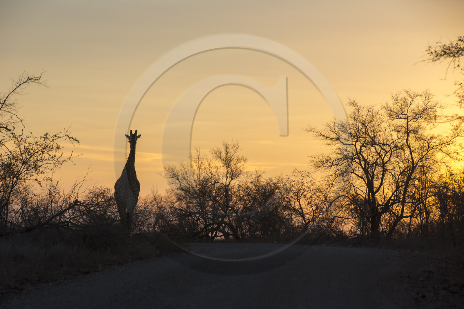 Girafe_Parc Krüger, Afrique du Sud Girafe_Parc Krüger, Afrique du Sud