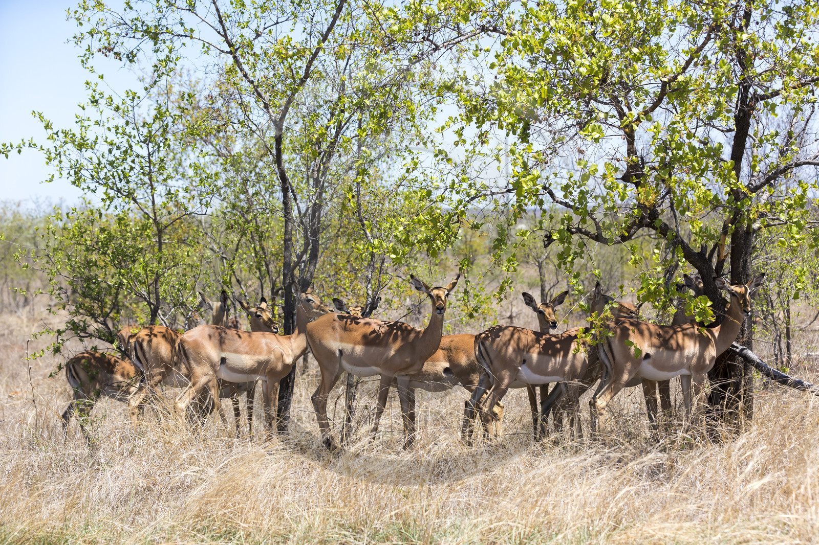 Impala_Parc Krüger en Afrique du Sud Impala_Parc Krüger en Afrique du Sud