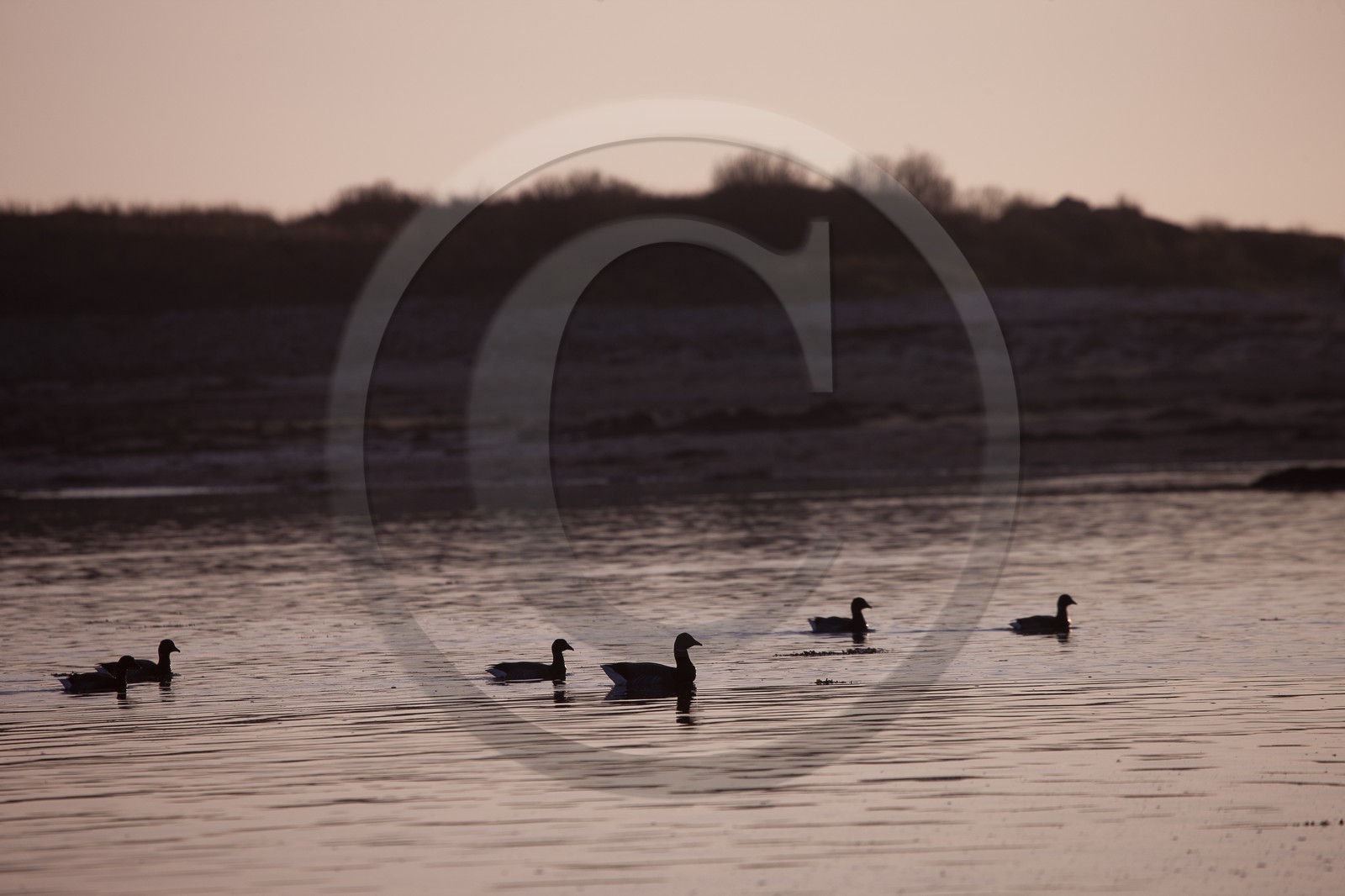 oies sauvages, plage du Poulbert _ La Trinite sur mer