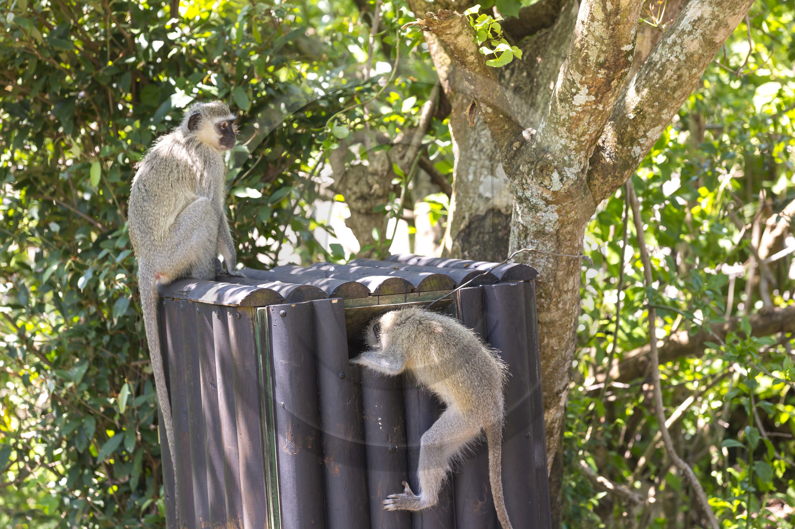 singes vervets ( Chlorocebus pygerythrus ) sur une aire de camping. Afrique du Sud singes vervets ( Chlorocebus pygerythrus ) sur une aire de camping. Afrique du Sud