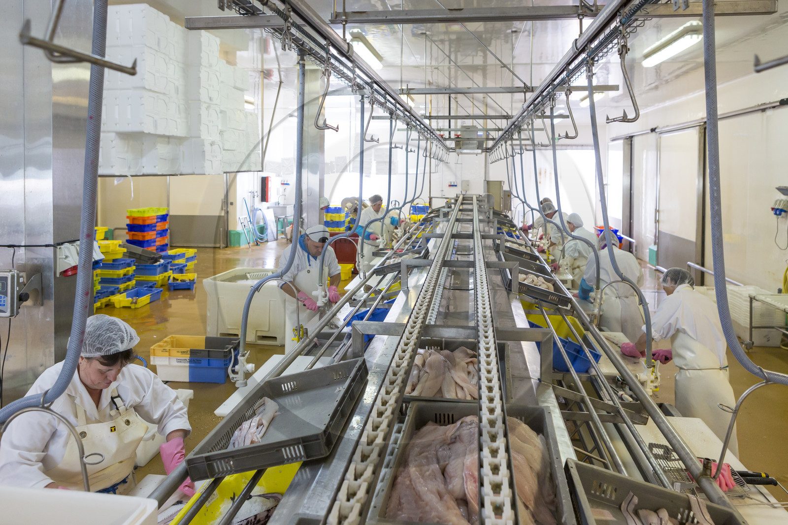 Atelier de mareyage  Chalut des deux ports  .Port de Keroman à Lorient. Atelier de mareyage  Chalut des deux ports  .Port de Keroman à Lorient.