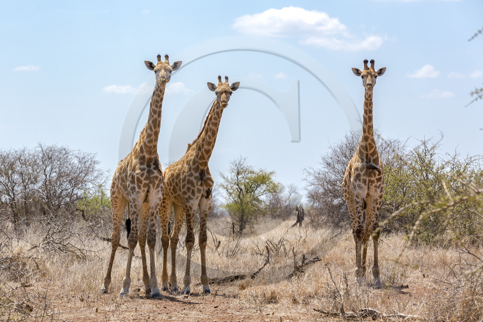 Girafes_Parc Krüger, Afrique du Sud Girafes_Parc Krüger, Afrique du Sud