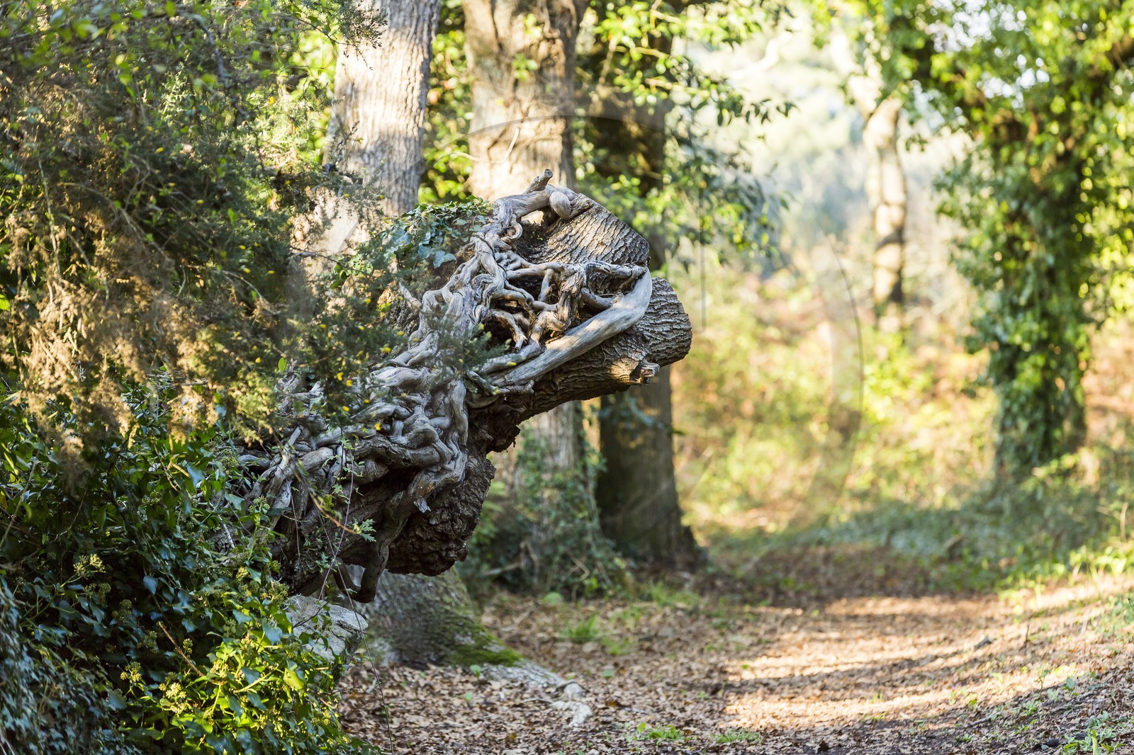 Sentier de la Vigie _ La Trinite sur Mer.