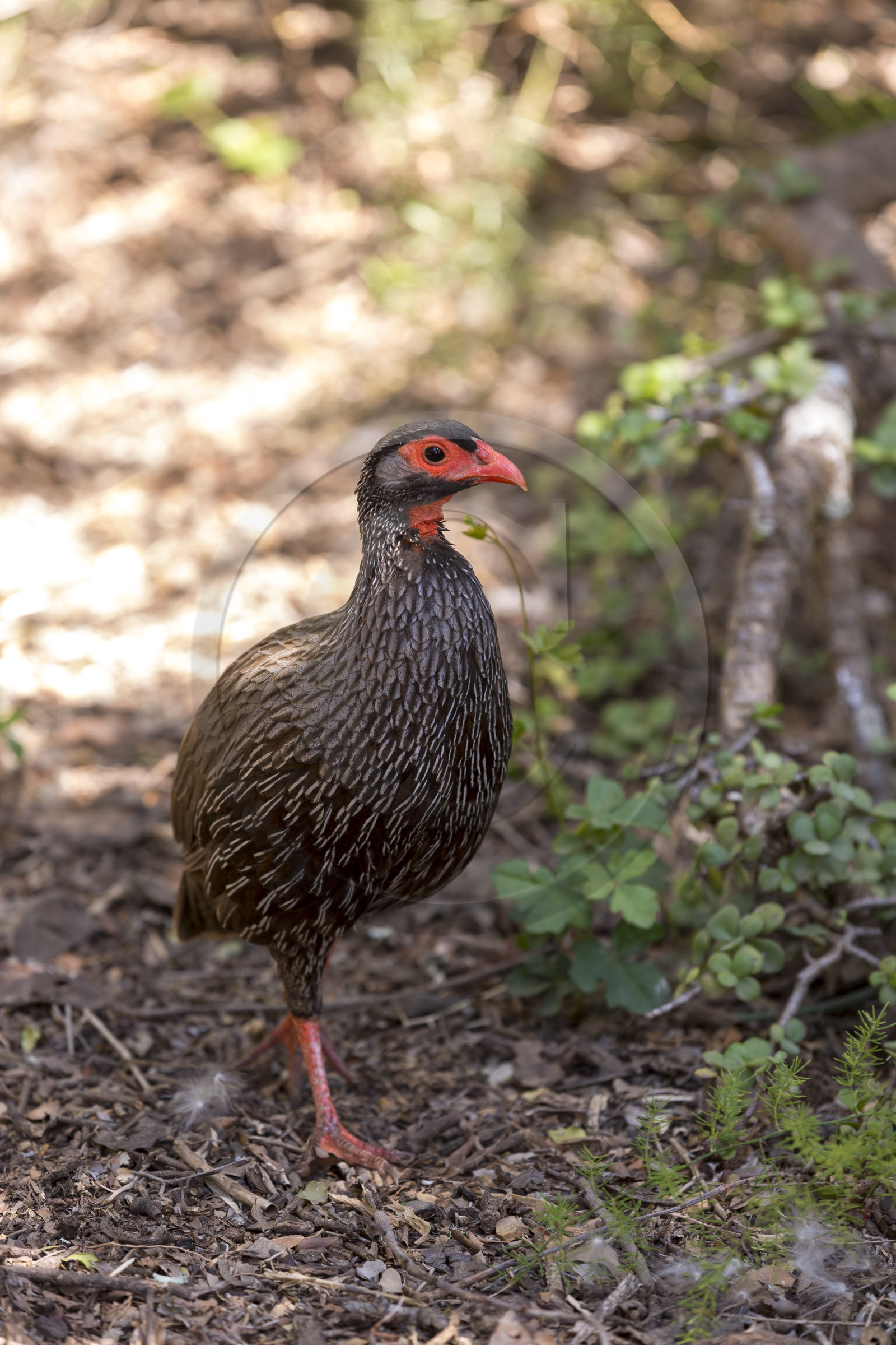 Francolin à gorge-rouge_Ado Elefant Park en Afrique du Sud Francolin à gorge-rouge_Ado Elefant Park en Afrique du Sud