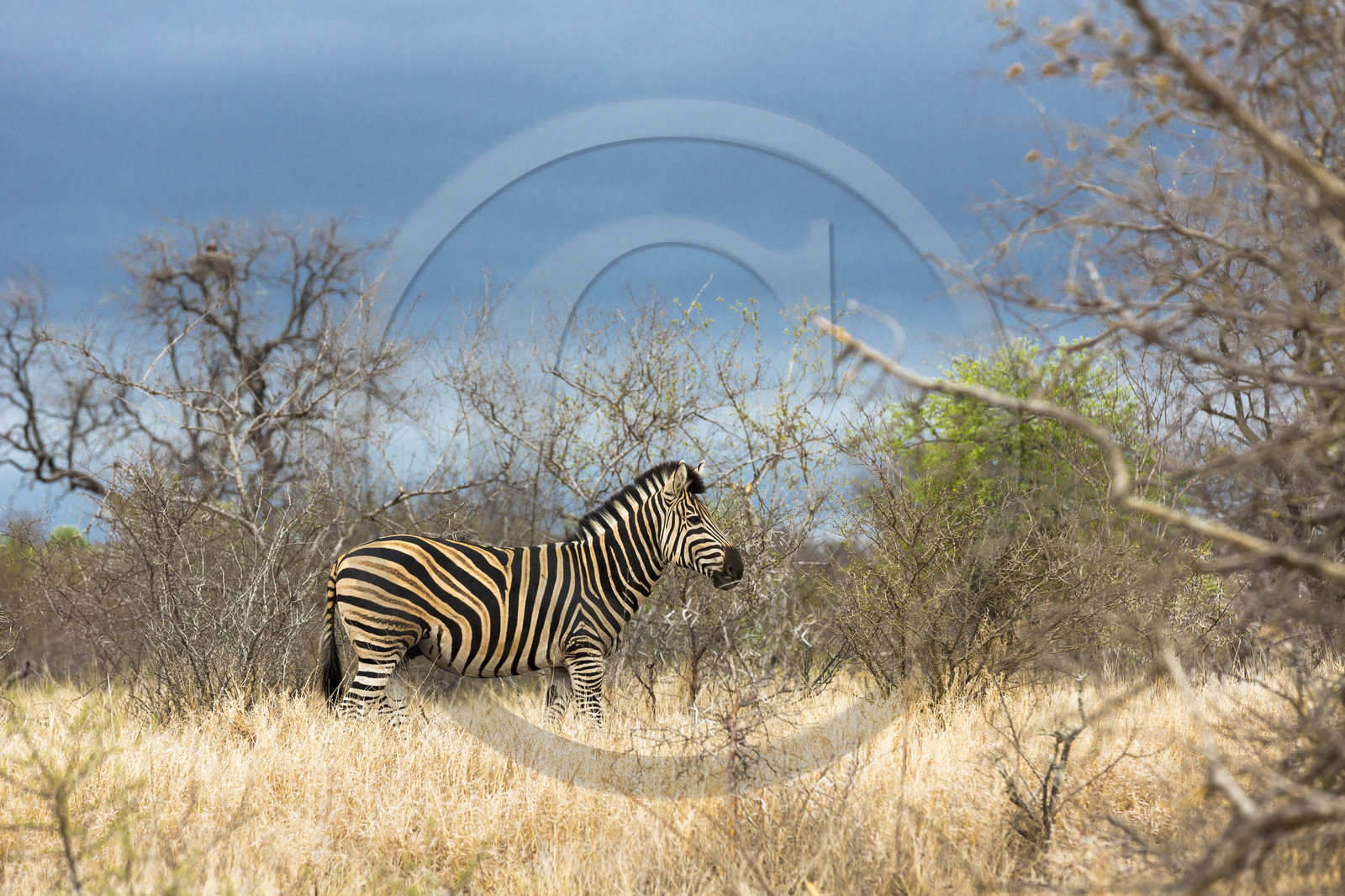 Zèbre. Parc Kruger_Afrique du Sud Zèbre. Parc Kruger_Afrique du Sud