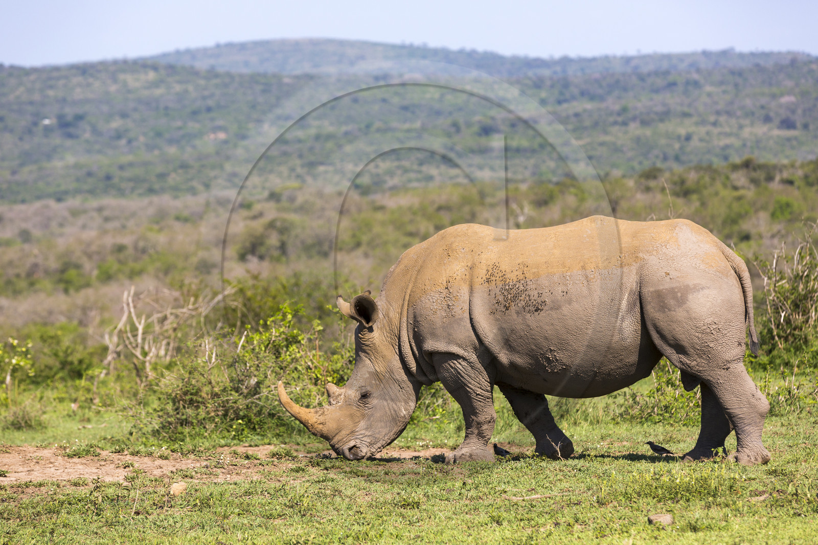 Rhinocéros_Parc HluHluwe-iMfolozi en Afrique du Sud Rhinocéros_Parc HluHluwe-iMfolozi en Afrique du Sud