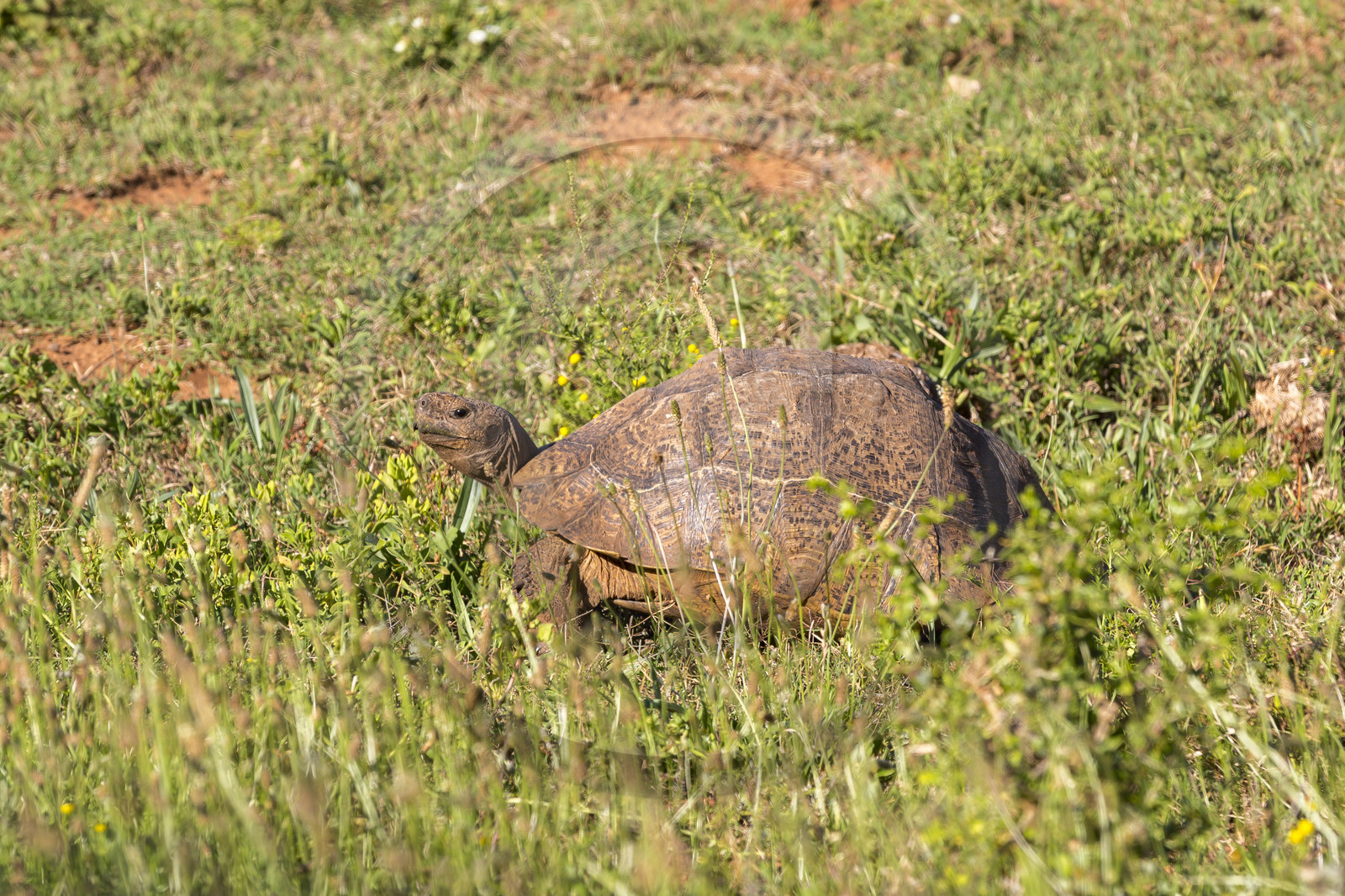 Tortue de terre_Ado Elefant Park en Afrique du Sud Tortue de terre_Ado Elefant Park en Afrique du Sud
