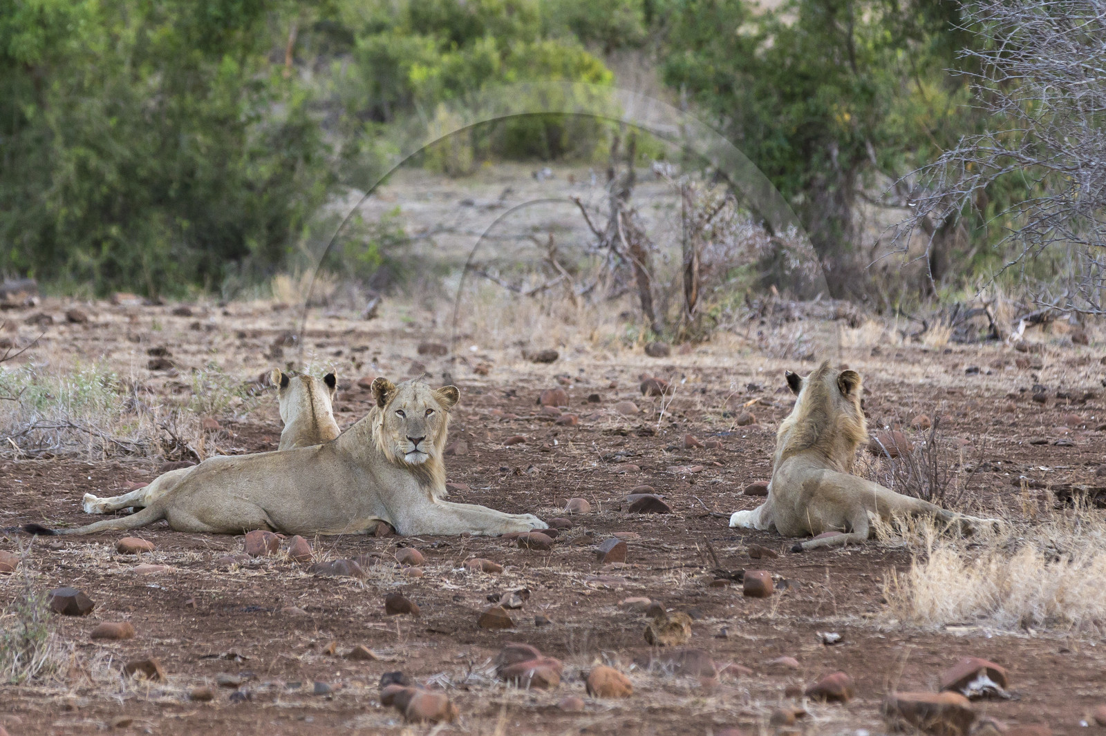 _Parc Krüger, Afrique du Sud _Parc Krüger, Afrique du Sud