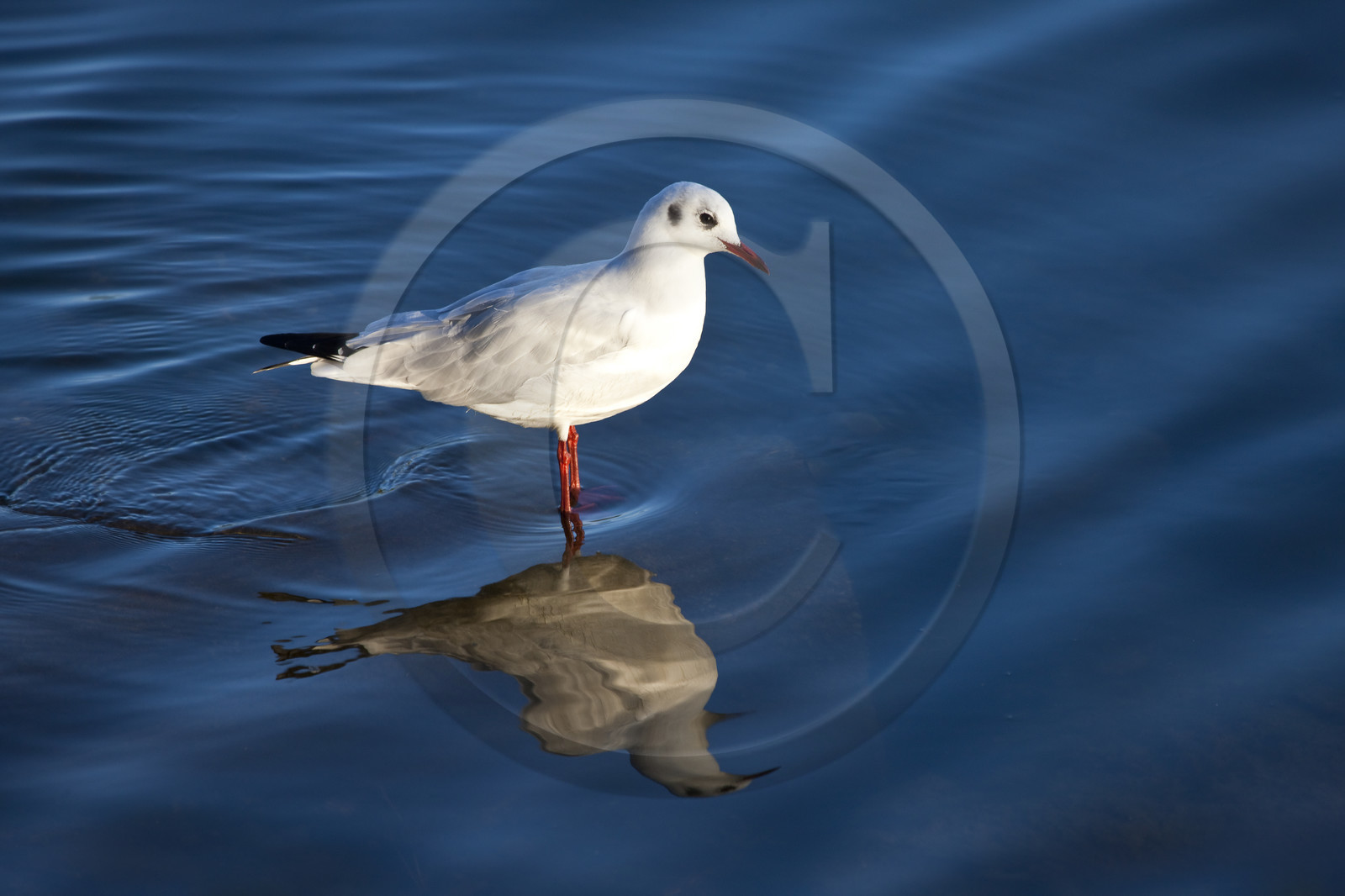 Black-headed Gull - Etang du Ter