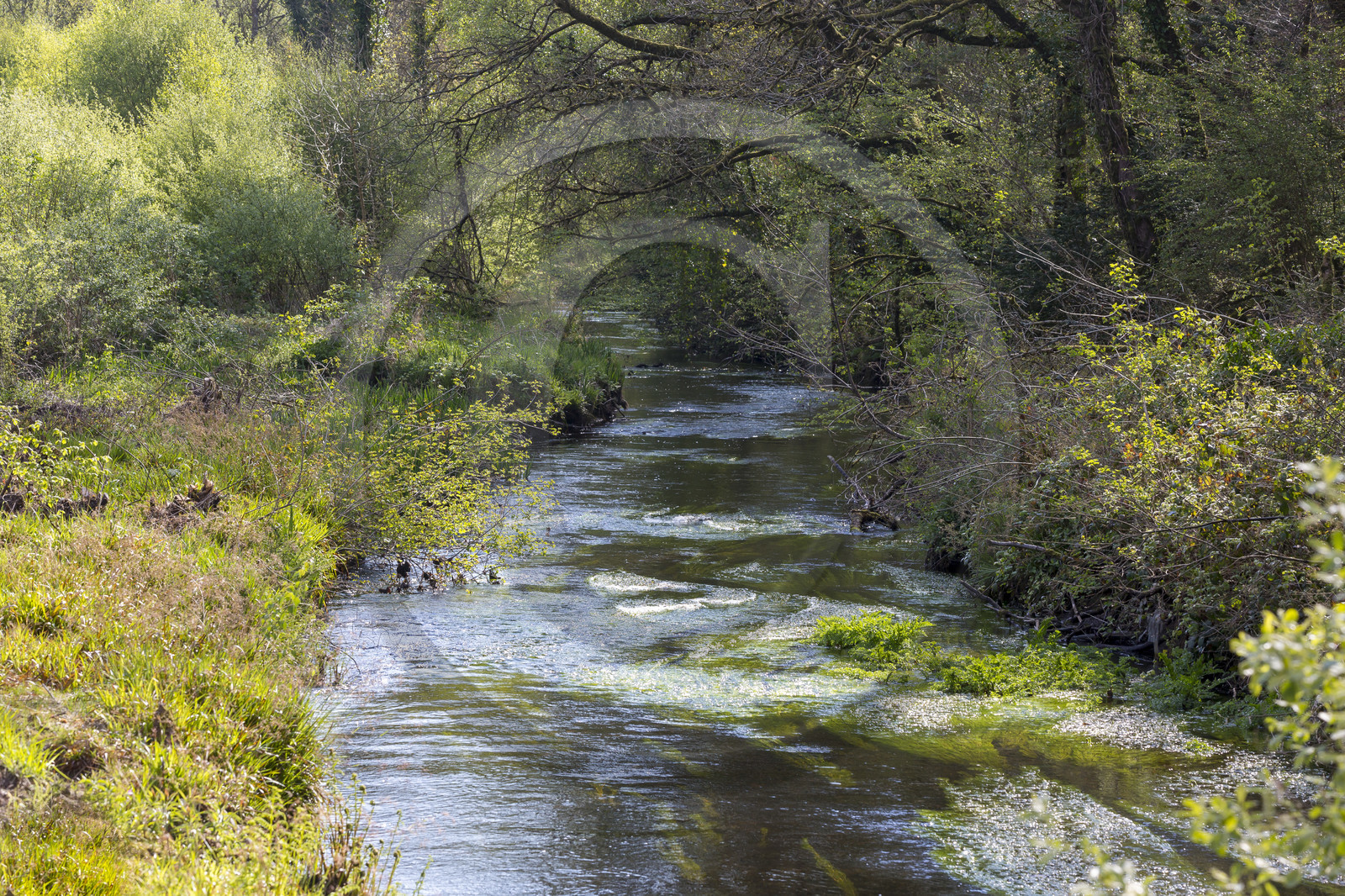 La rivière d'Argent à Huelgoat