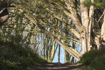 undergrowth path along the coast of Trégastel