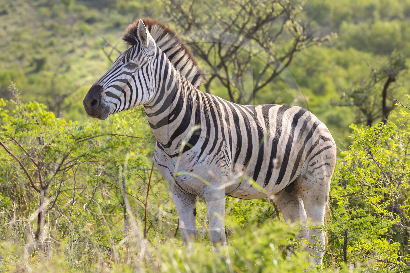 Zèbres_Parc HluHluwe-iMfolozi en Afrique du Sud Zèbres_Parc HluHluwe-iMfolozi en Afrique du Sud