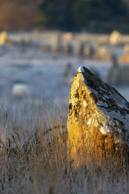 Alignements de Kermario à Carnac