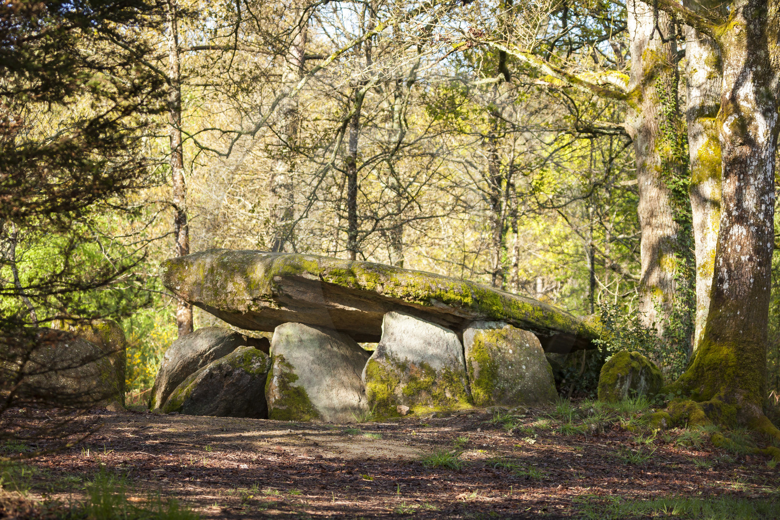 The dolmen of the Lodge with the wolf in Trédion