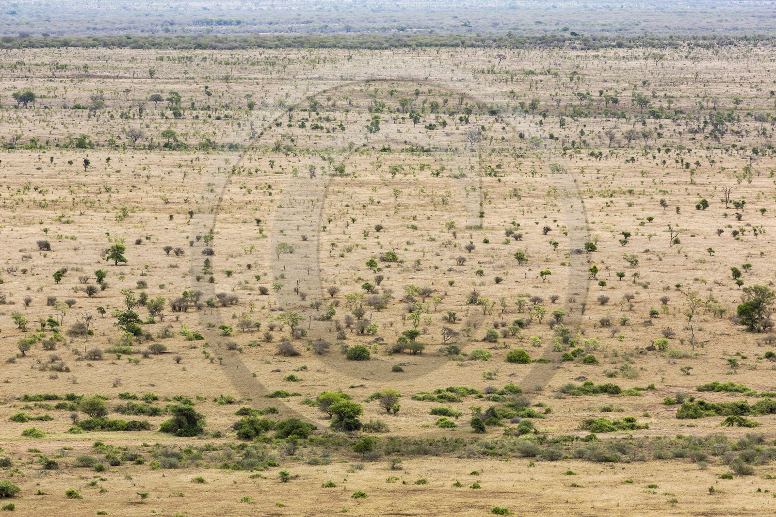 Savane_Parc Krüger, Afrique du Sud Savane_Parc Krüger, Afrique du Sud