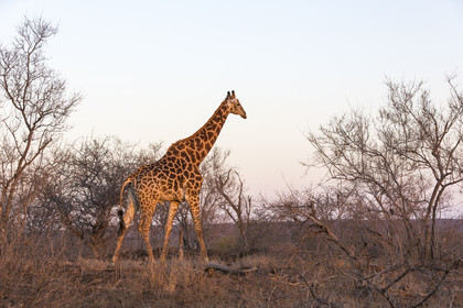 Girafe_Parc Krüger, Afrique du Sud