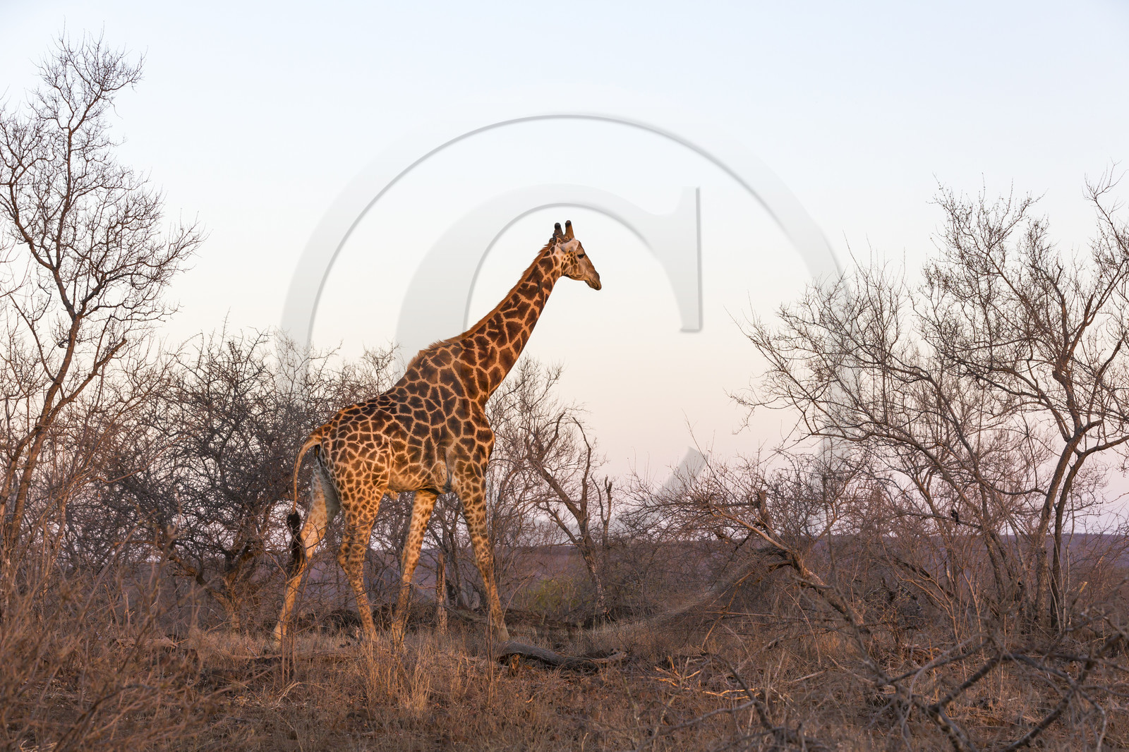 Girafe_Parc Krüger, Afrique du Sud Girafe_Parc Krüger, Afrique du Sud