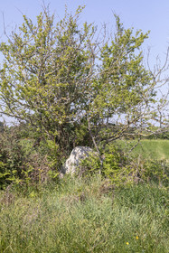 Allée couverte du Net _ Saint-Gildas-de-Rhuys