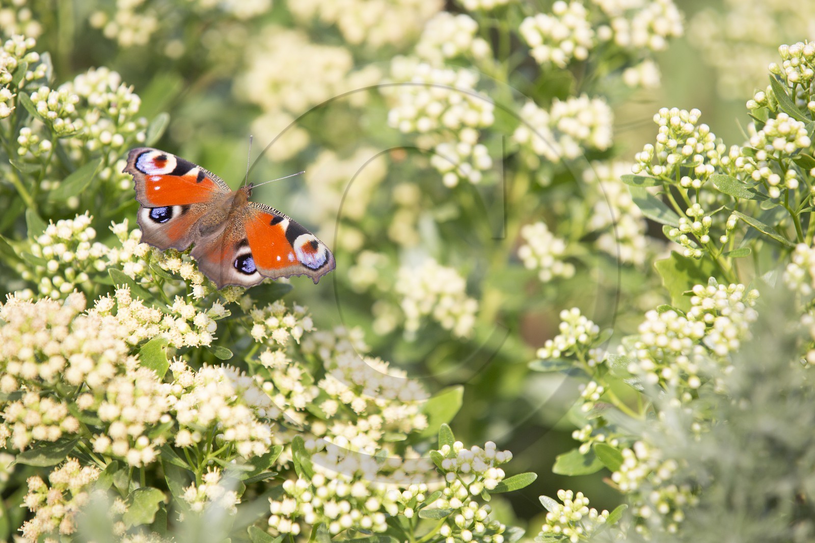 Papillon Papillon